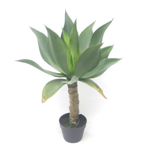 Snugg Tekokasvi Agave korkealla rungolla
